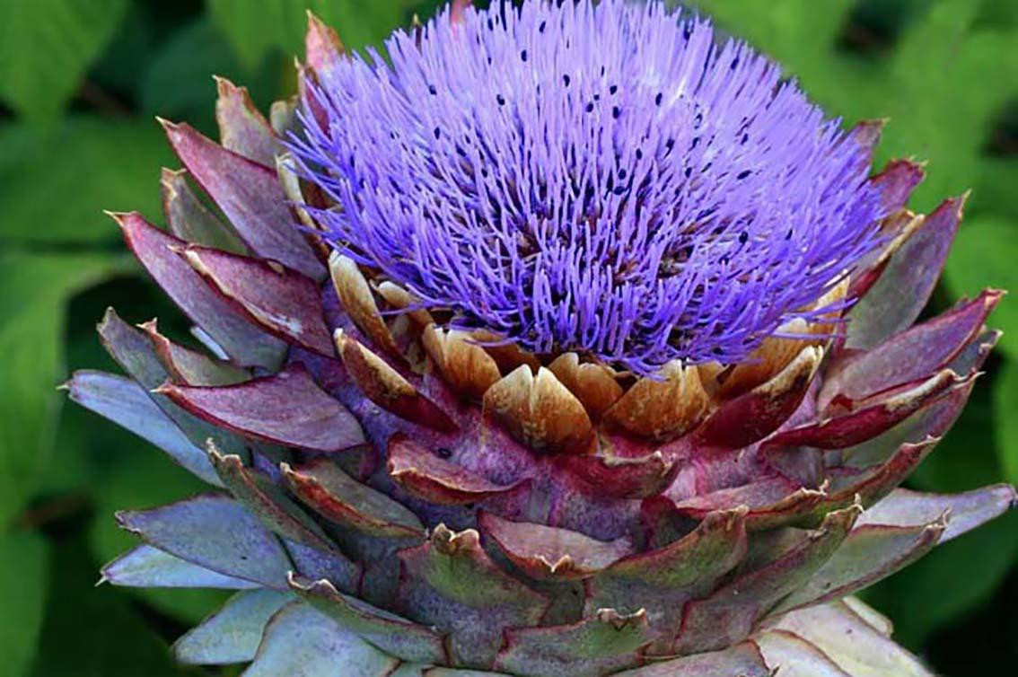 Atiso nở hoa rất đẹp nên có thể dùng để trang trí Atiso nở hoa rất đẹp nên có thể dùng để trang trí