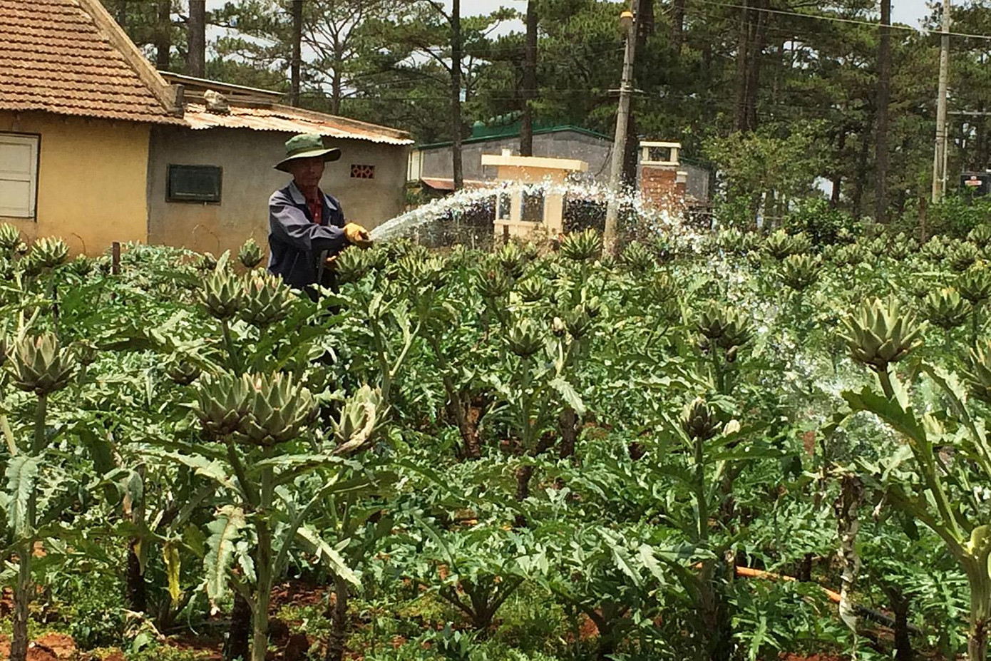 Chăm sóc vườn Atiso Chăm sóc vườn Atiso