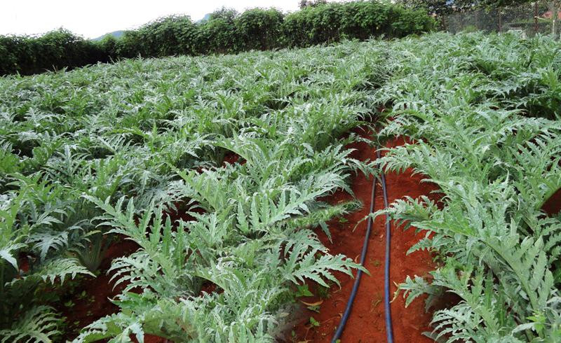 Lá Atiso dùng để chế biến trà Lá Atiso dùng để chế biến trà