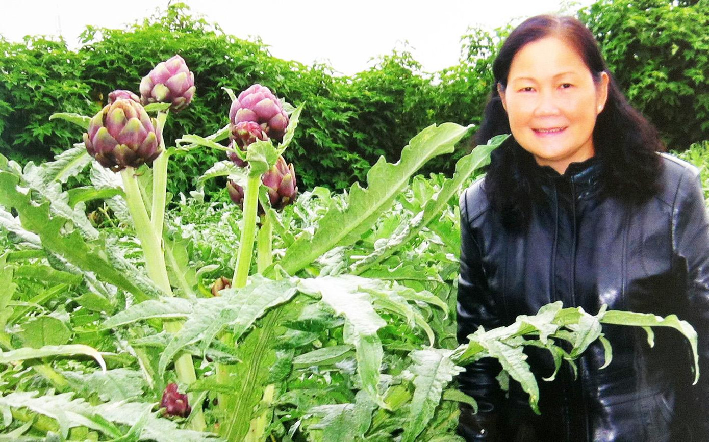 Nhân giống thành công Atiso tím tại Lâm Đồng Nhân giống thành công Atiso tím tại Lâm Đồng