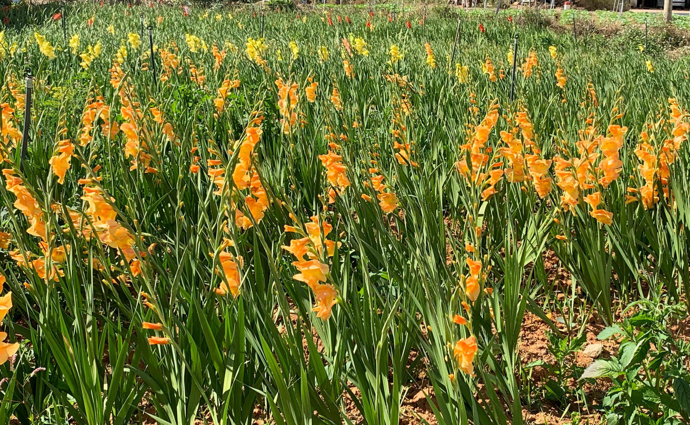 Ở những khu vườn dành riêng cho việc sản xuất củ giống, hoa bung nở rực rỡ