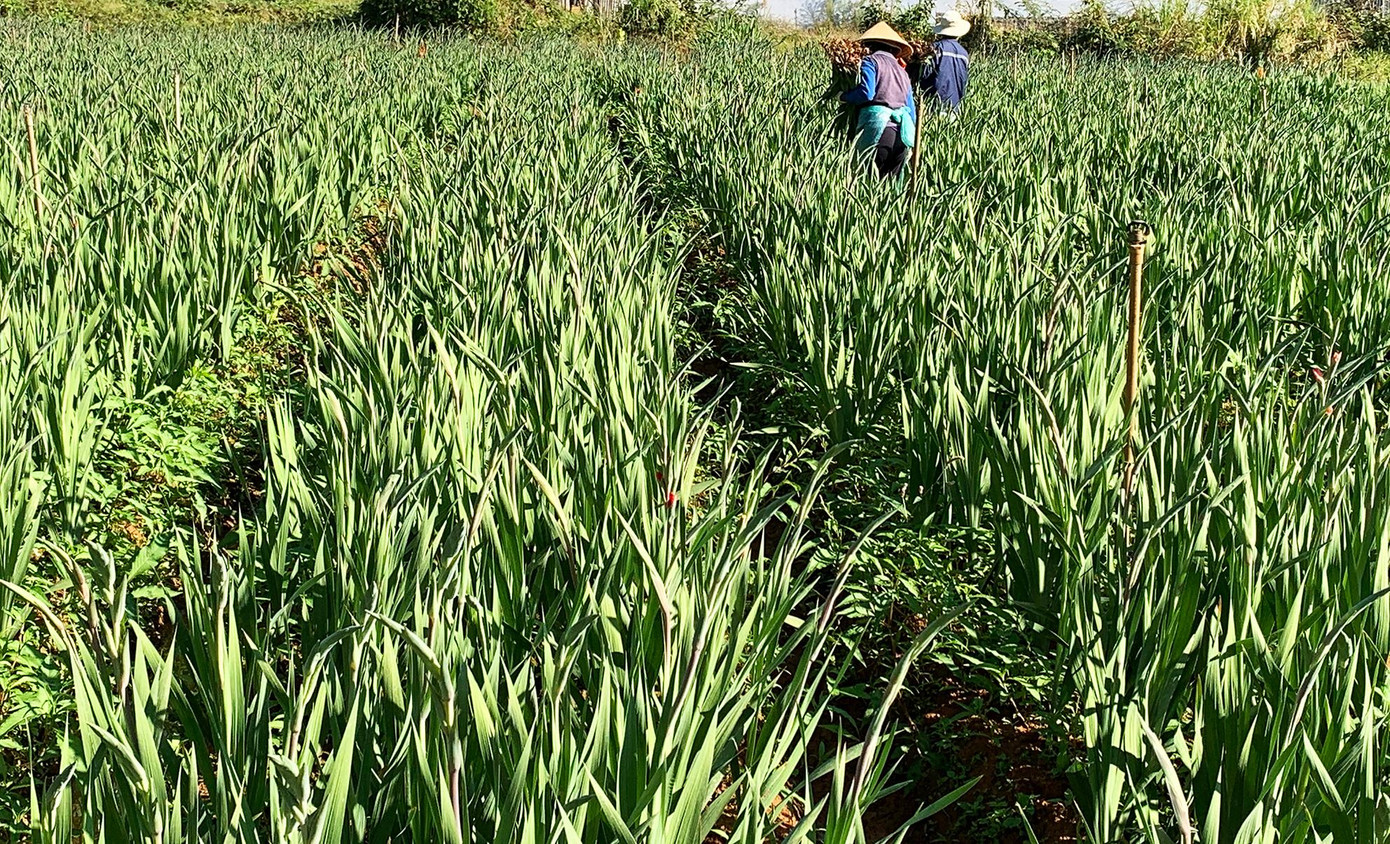 Những năm trước, ven Quốc lộ 20 bạt ngàn những vườn lay ơn