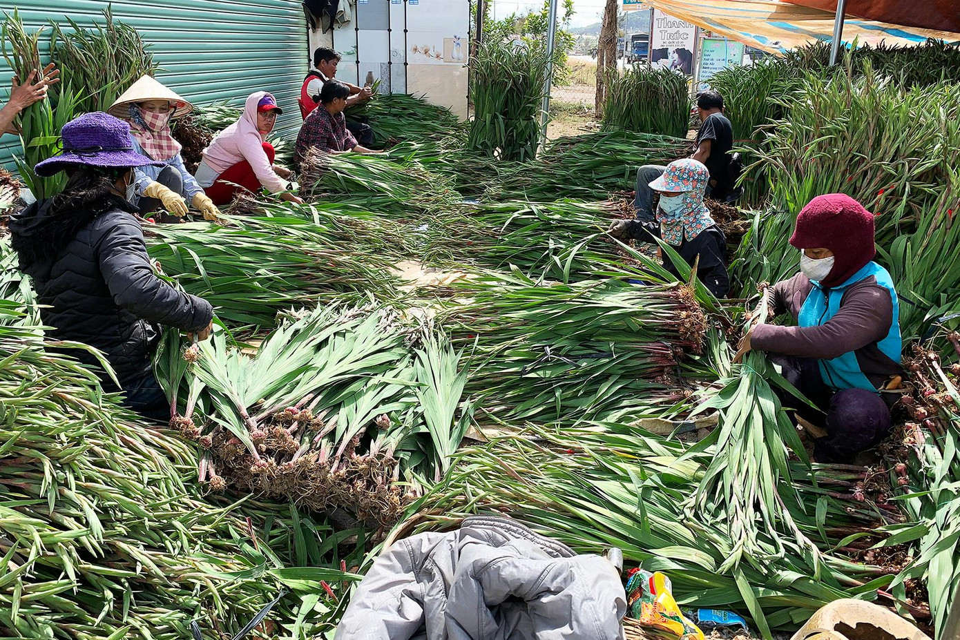 Sơ chế hoa lay ơn ở xã Hiệp An