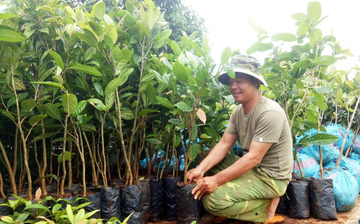 Di thực Trà hoa vàng từ Lâm Đồng về VQG Cát Tiên Di thực Trà hoa vàng từ Lâm Đồng về VQG Cát Tiên