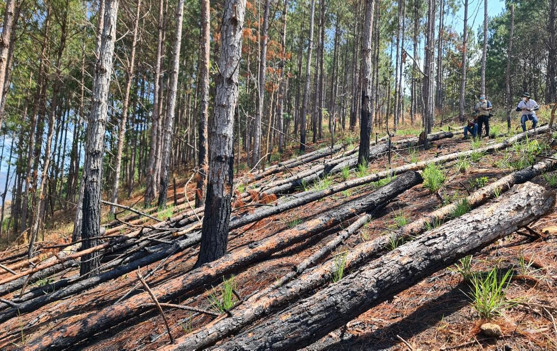 Cây thông bị cưa hạ hàng loạt tại TK 263B Cây thông bị cưa hạ hàng loạt tại TK 263B