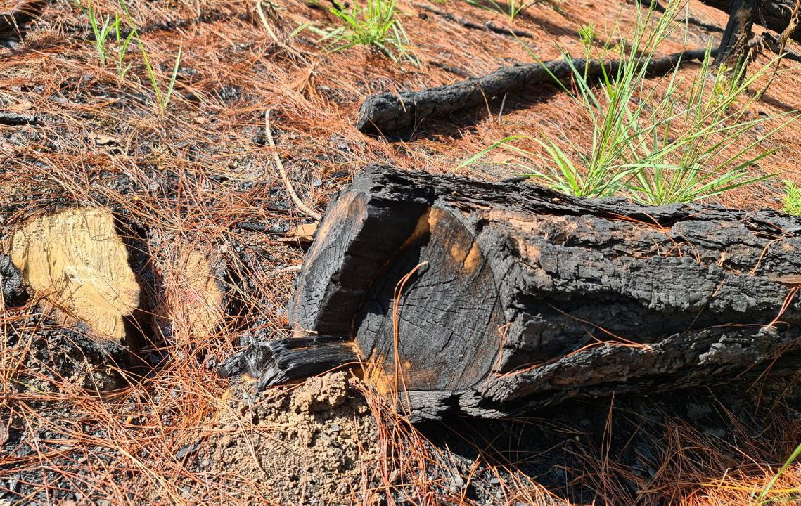 Cây có đường kính lớn bị cưa hạ và bị đốt Cây có đường kính lớn bị cưa hạ và bị đốt