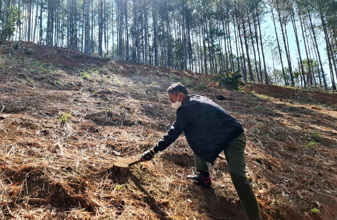 Vạt rừng bị "cạo trọc", cây bị cưa sát gốc rồi phủ đất lên để phi tang Vạt rừng bị "cạo trọc", cây bị cưa sát gốc rồi phủ đất lên để phi tang