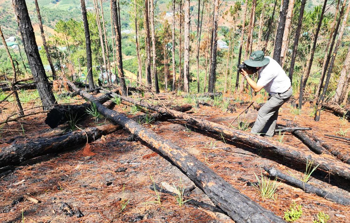 Thông bị cưa hạ ngổn ngang Thông bị cưa hạ ngổn ngang