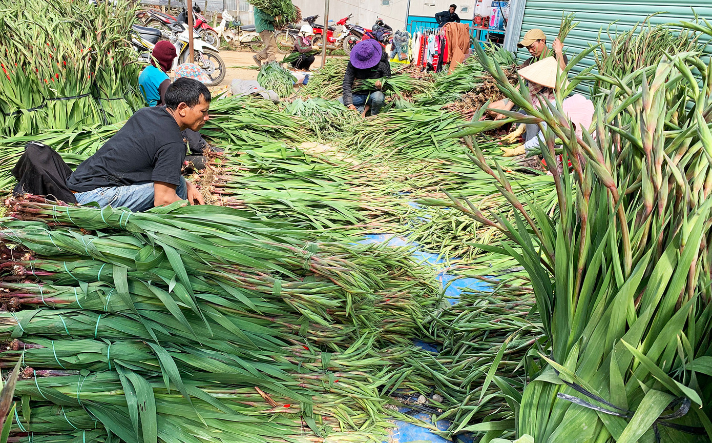 Đức Trọng là vựa hoa lay ơn của cả nước, giải quyết việc làm cho nhiều lao động