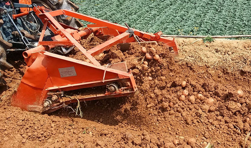 Thu hoạch khoai tây