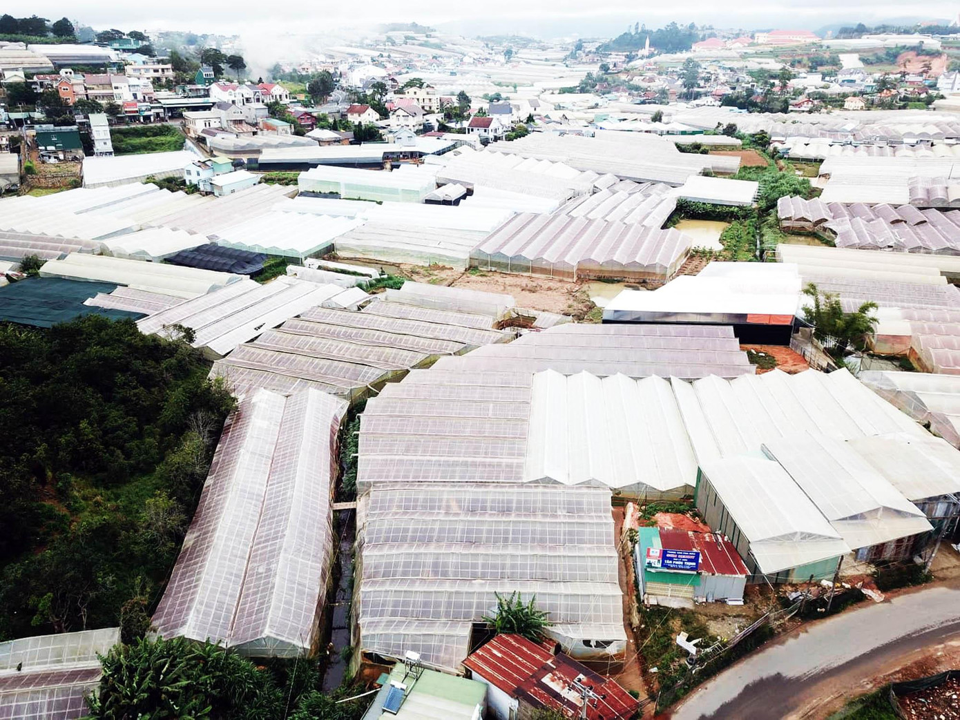 Nhà kính dày đặc ở Đà Lạt