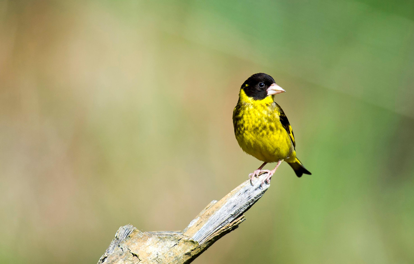 Sẻ thông họng vàng. Ảnh: VQG Bidoup-Núi Bà Sẻ thông họng vàng. Ảnh: VQG Bidoup-Núi Bà