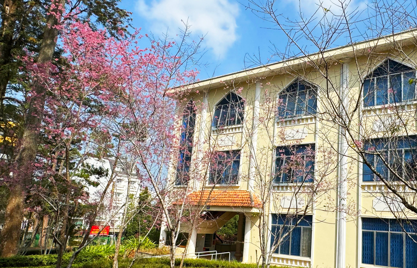 Chị Phạm Lê Hoa, một người sinh ra và lớn lên ở thành phố hoa Đà Lạt cho rằng: “Đại học Đà Lạt đẹp nhất vào mùa xuân khi những cây mai anh đào đồng loạt nở rộ, e ấp dưới tán thông xanh. Đây là sự kết hợp không thể hoàn mỹ hơn và cũng là điểm nhấn độc đáo ở trường vào thời điểm này”. Trong ảnh: Mặt tiền khu phòng học hồng rực sắc hoa