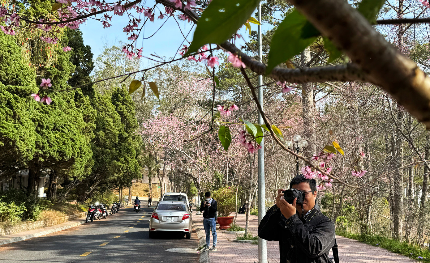 Tuy chỉ là loài cây hoang dại nhưng mai anh đào đã vượt lên muôn vàn loài hoa kiêu sa để trở thành biểu tượng của thành phố hoa Đà Lạt. Loài hoa này đã chạm đến cảm xúc sâu xa của các văn nghệ sĩ khi dừng chân chốn này. Từ đó nhiều ca khúc hay, tác phẩm ảnh, hội họa, văn học đặc sắc đã ra đời và sống mãi với thời gian.
