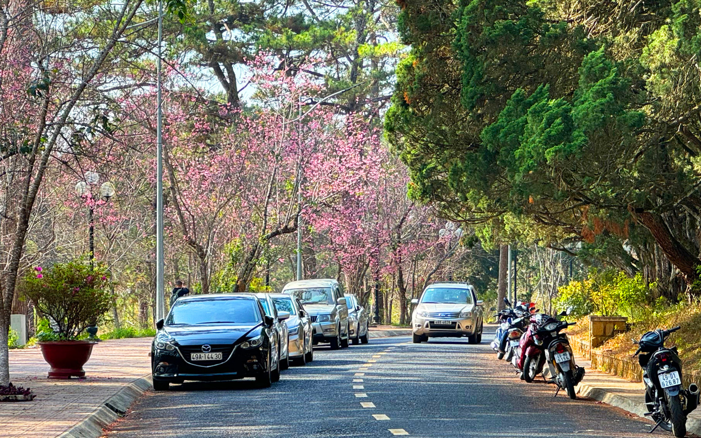 Những cây mai anh đào đan tán vào nhau kết những chùm bông dày đặc được ưa chuộng, nhưng có những cây chỉ là vài cành lơ thơ mà lại tạo nên những khung hình đẹp lung linh không ngờ bên những bậc tam cấp, tường đá phủ đầy rêu. Hàng cây mai anh đào ngay sau cổng trường