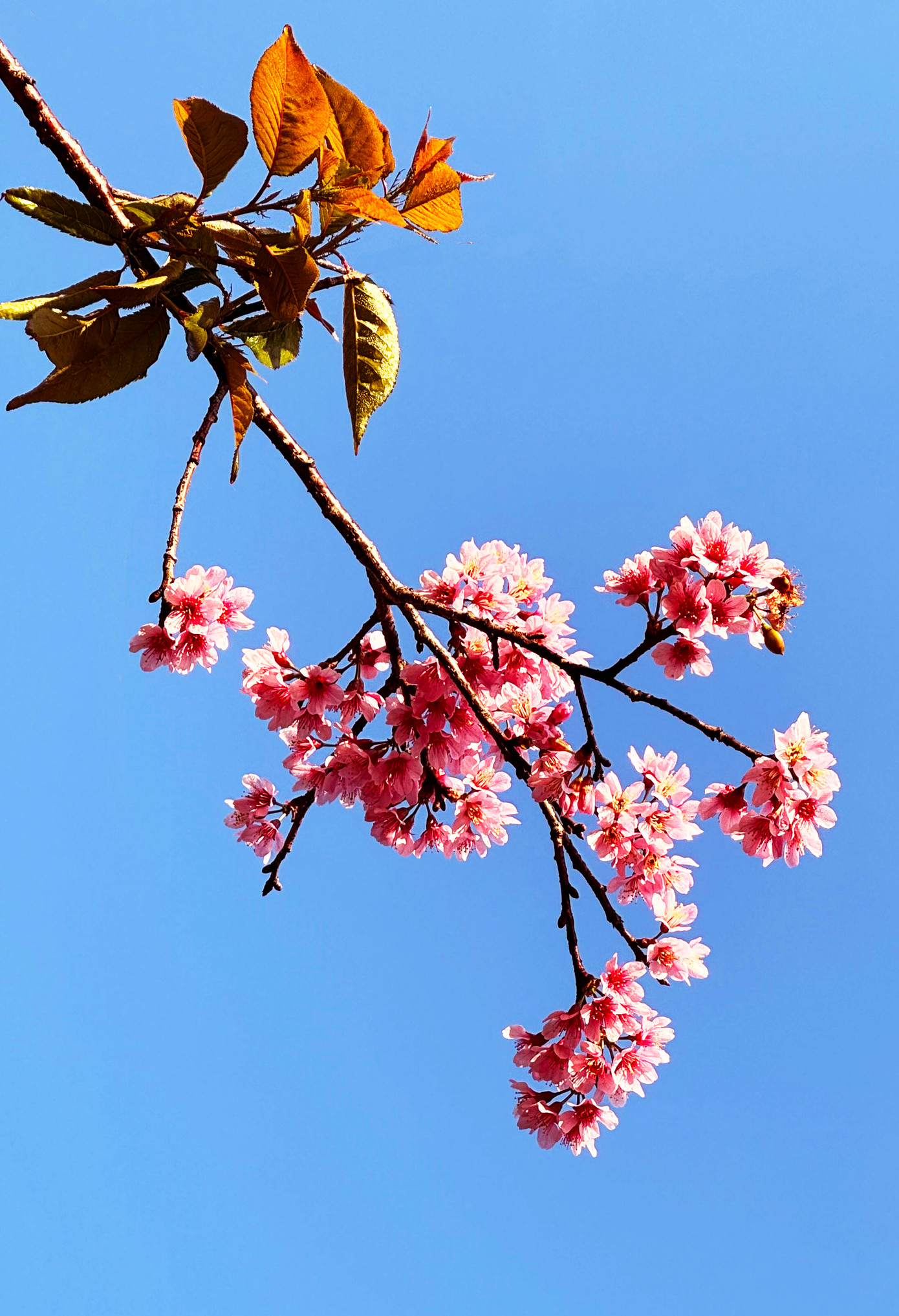 Điều thú vị là những ngày này, khi mai anh đào nở rộ thì Đà lạt không còn lạnh lẽo, rét mướt nữa. Bầu trời xanh ngắt, nắng vàng ươm làm phông nền lý tưởng cho triệu triệu đóa hoa màu hồng pha sắc tím khoe sắc. Mai anh đào nở sớm hay muộn đều khiến người Đà Lạt và du khách háo hức chờ đón. Nhiều du khách đón Noel ở Đà lạt 2 tháng trước nhưng nay hay tin hoa nở đã hồ hởi quay trở lại, tìm đến trường Đại học Đà Lạt để có được những cảm xúc mới mẻ.