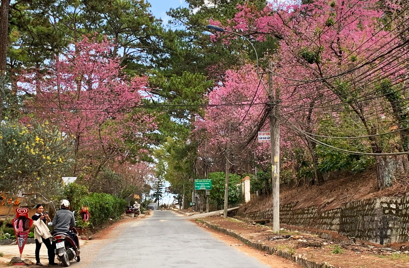 Đường phố thêm thơ mộng với sắc hoa đào