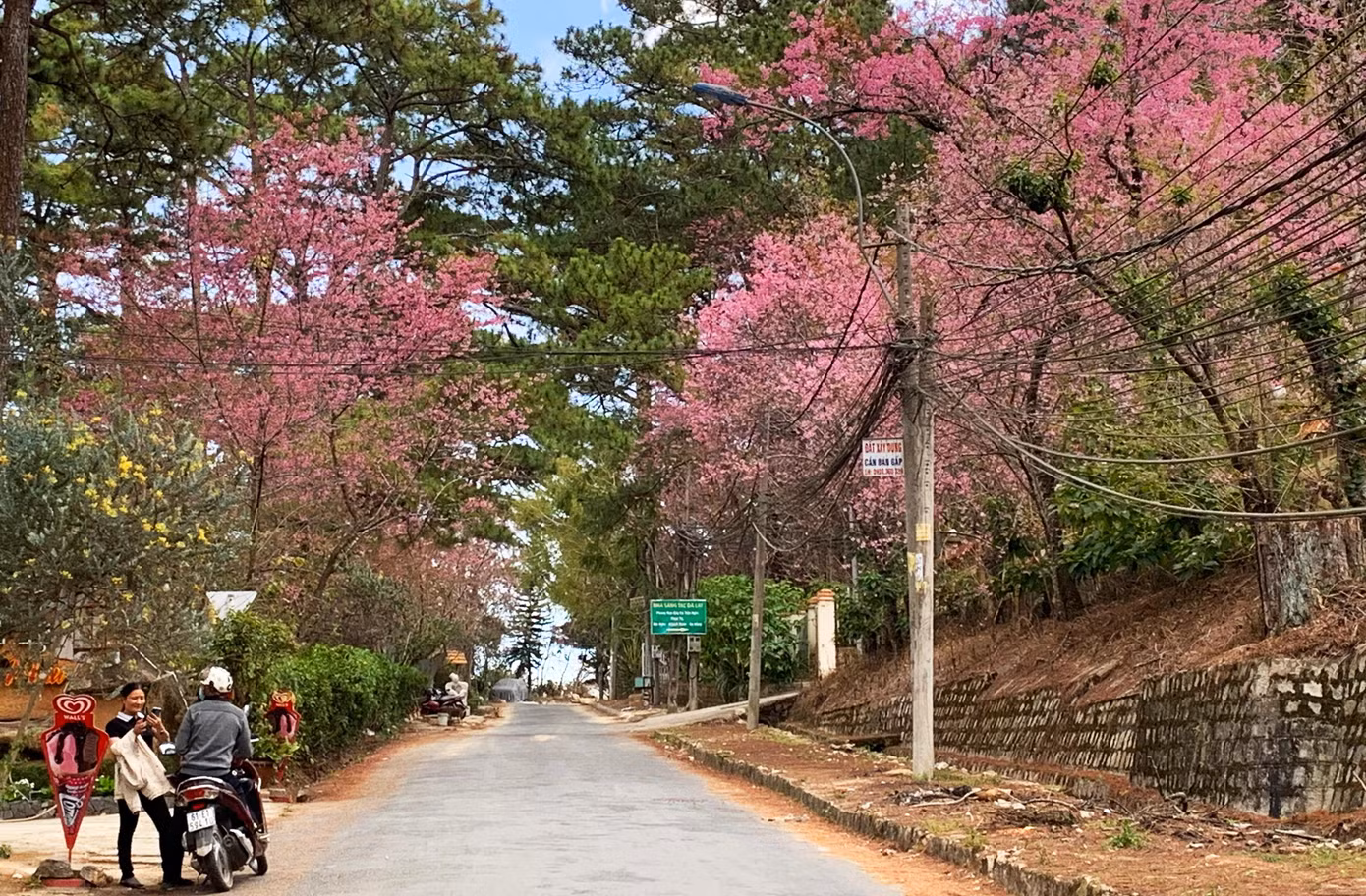Đường phố thêm thơ mộng với sắc hoa đào