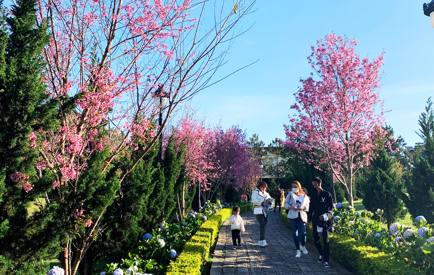 Ngay trong khuôn viên các khách sạn cũng hồng rực sắc hoa đào