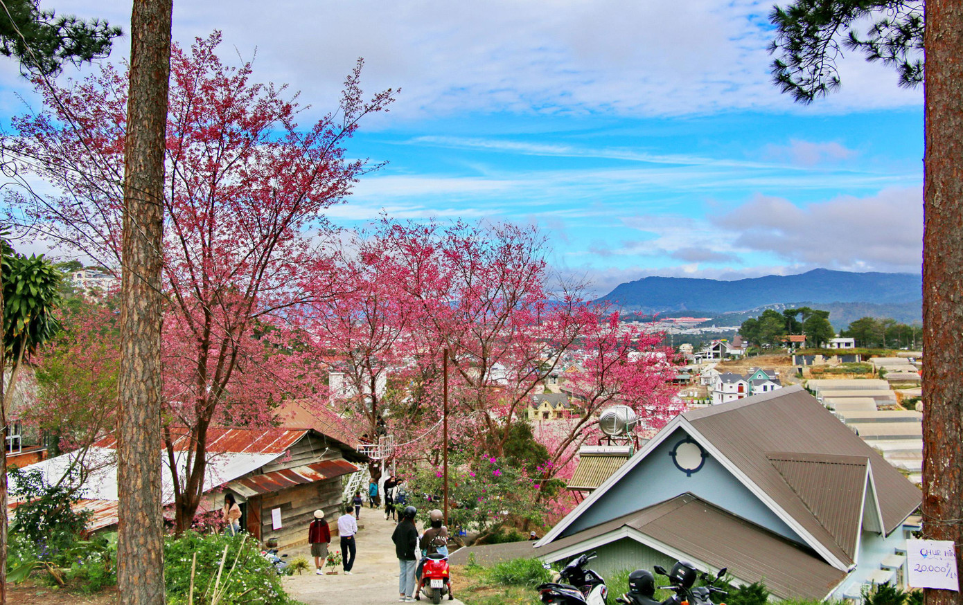 Người dân trồng hoa để làm đẹp khu dân cư. Ảnh: Hoàng Nguyên