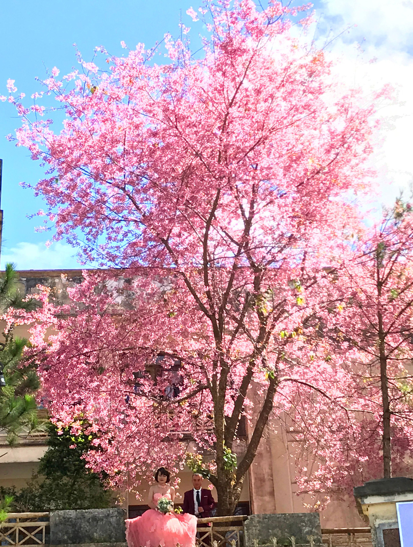 Chụp ảnh cưới bên cây đào cổ thụ