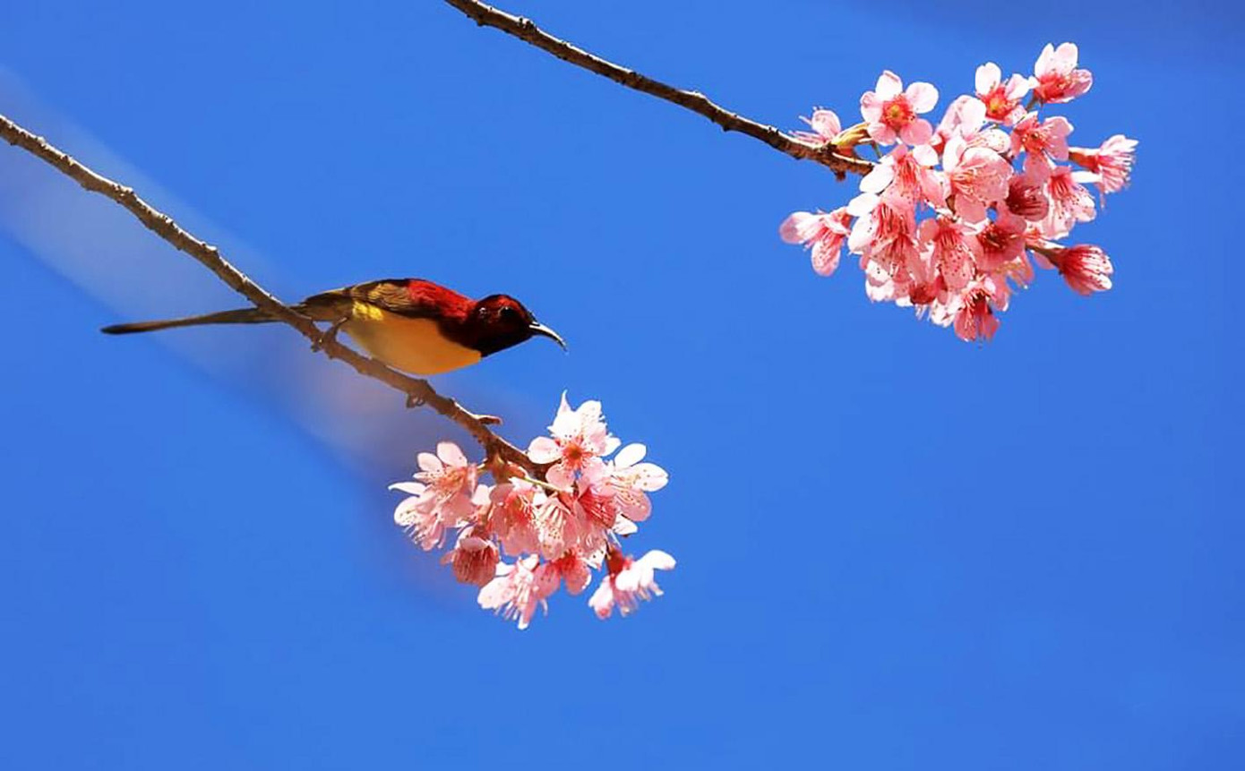 Những loài chim đẹp trên cành đào làm nên bức tranh thiên nhiên tuyệt đẹp. Ảnh: Võ Trang