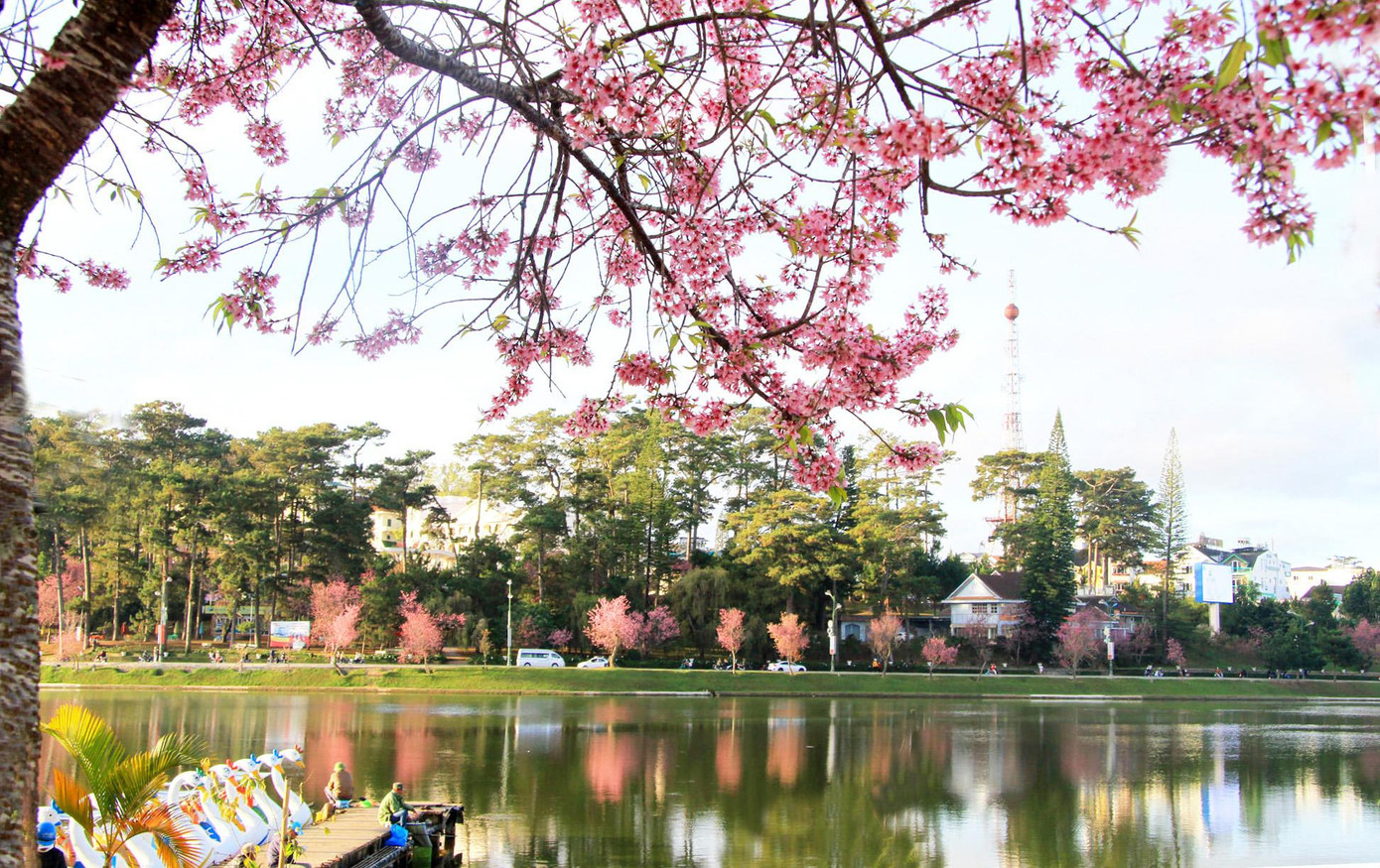 Mai anh đào nhuộm hồng hồ Xuân Hương. Ảnh: Đặng Tuấn