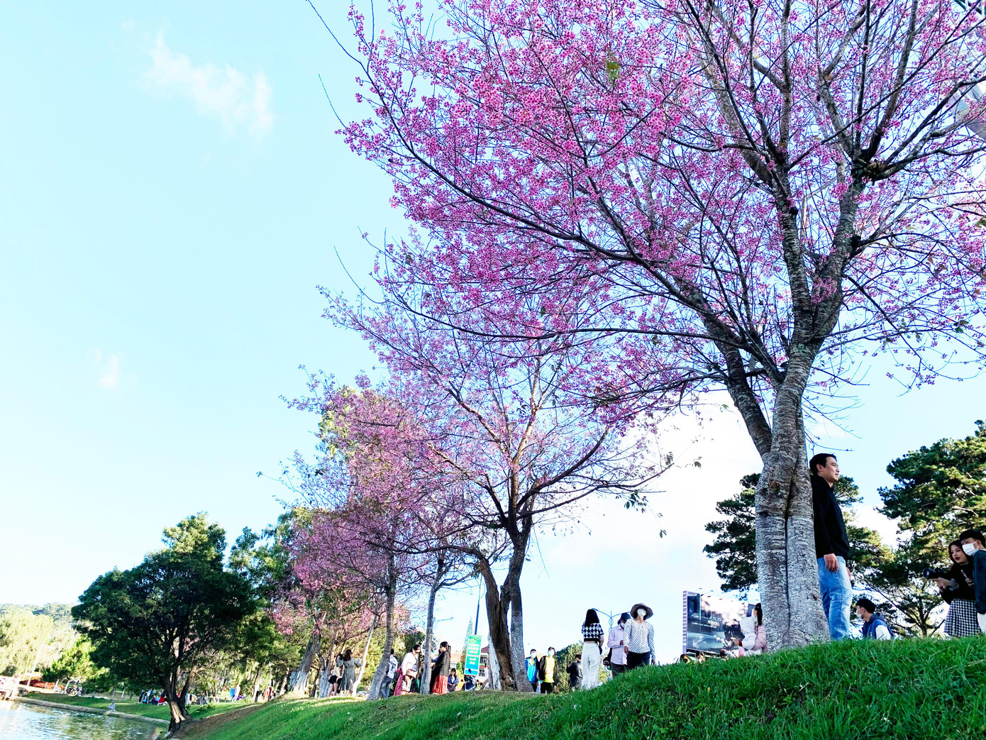 Du khách lại đổ lên Đà Lạt ngắm hoa mai anh đào