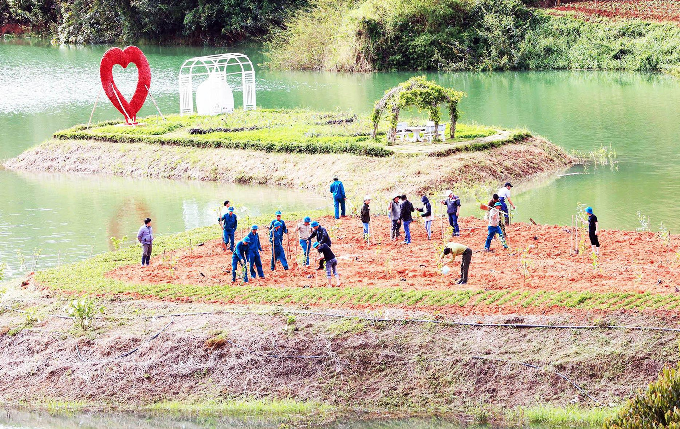 Trồng mai anh đào bên hồ Tuyền Lâm
