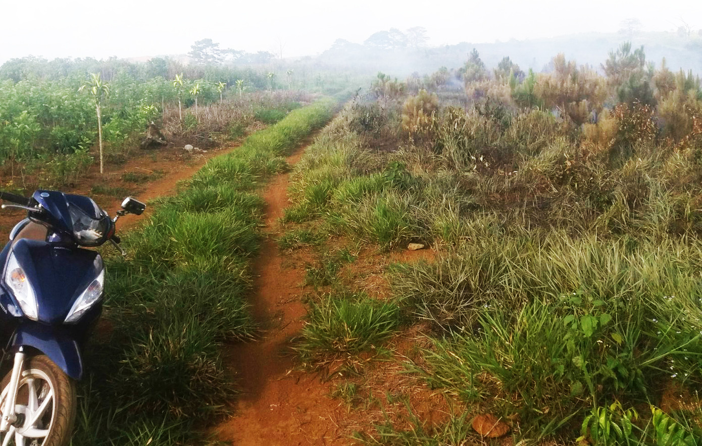 Khu vực rừng trồng không đạt tiêu chuẩn thành rừng. Khu vực rừng trồng không đạt tiêu chuẩn thành rừng.