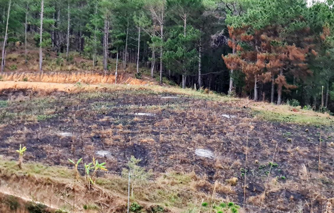 Đất rừng bị phát, đốt để trồng chuối, cà phê...