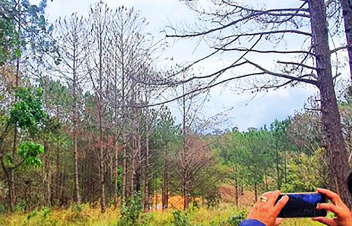 Nhiều cây thông bị ken gốc, đầu độc chết khô