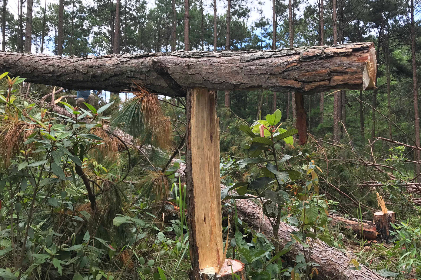 Rừng thông thuộc dự án "Sân golf và khu nghỉ dưỡng Đà Lạt" bị tàn phá Rừng thông thuộc dự án "Sân golf và khu nghỉ dưỡng Đà Lạt" bị tàn phá