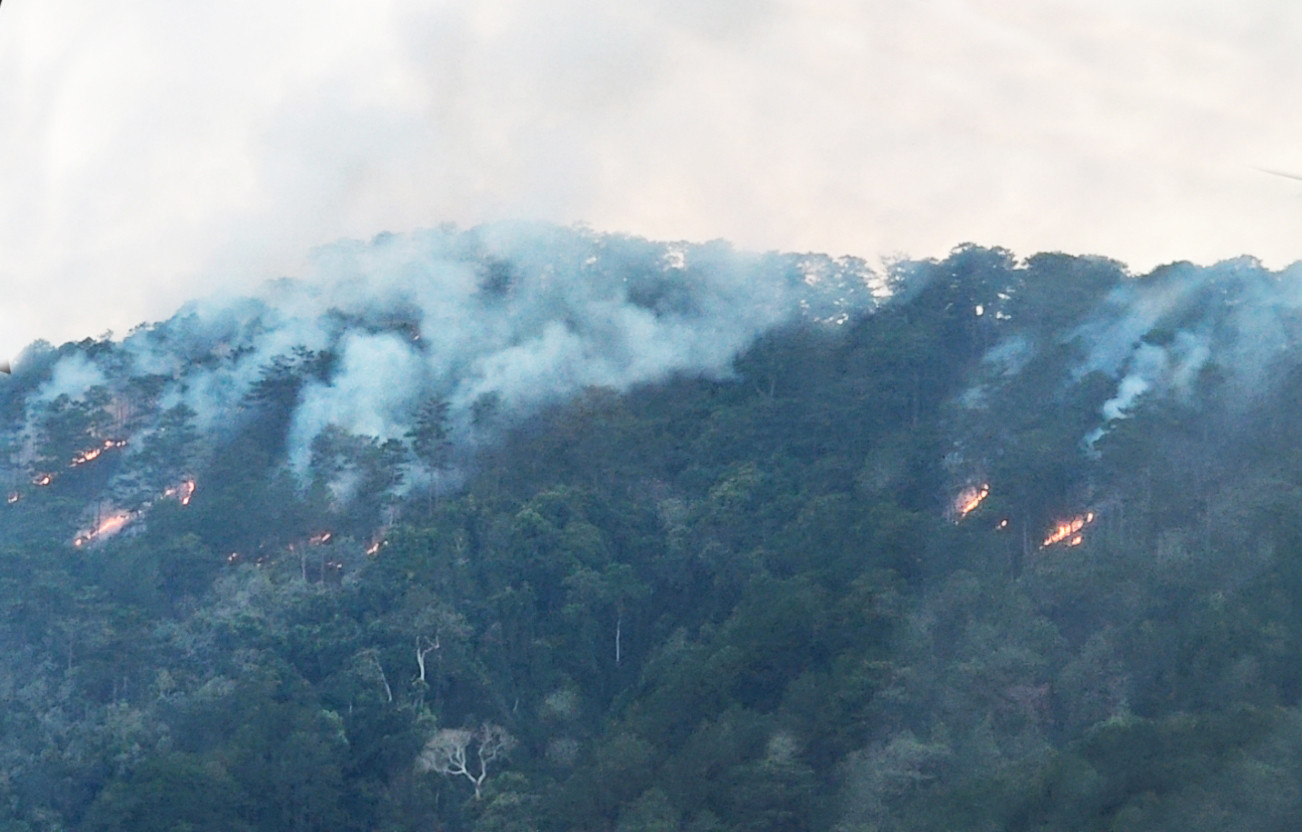 Cánh rừng bị cháy là rừng thông tự nhiên lâu năm.