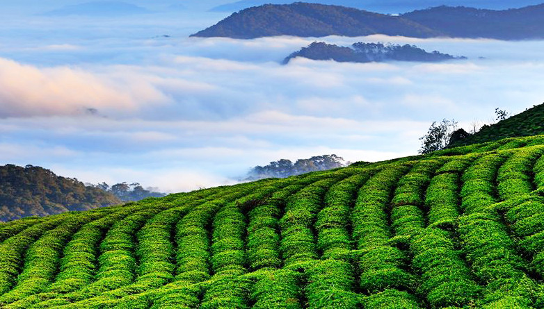 Mây phủ rừng thông và đồi chè Đà Lạt.