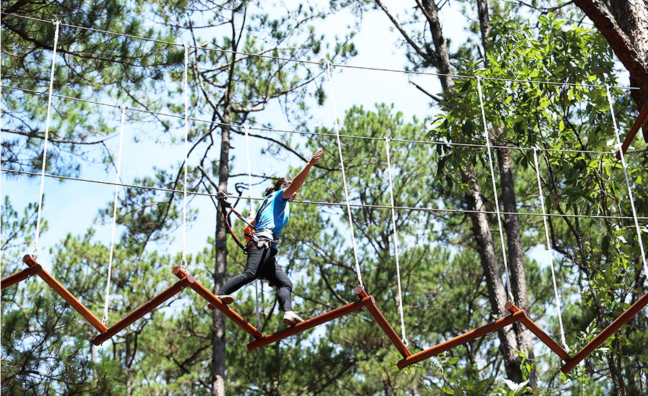 Đi bộ trên không xuyên qua rừng thông.