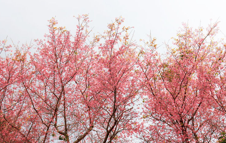 Mai anh đào được trồng rất nhiều ở hồ Tuyền Lâm