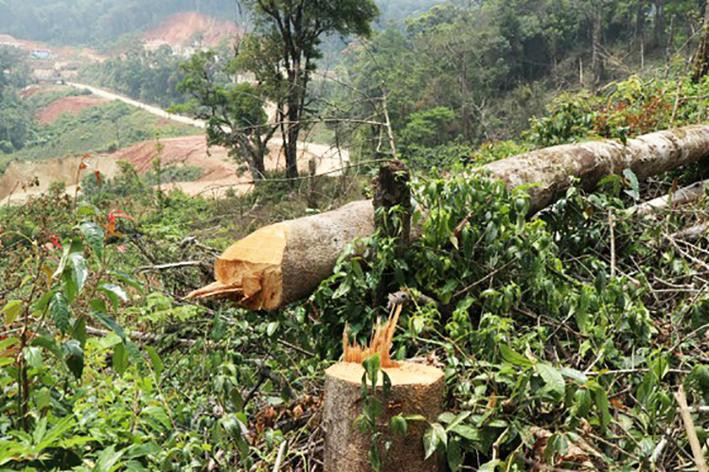 Một vụ phá rừng ở huyện Đam Rông Một vụ phá rừng ở huyện Đam Rông