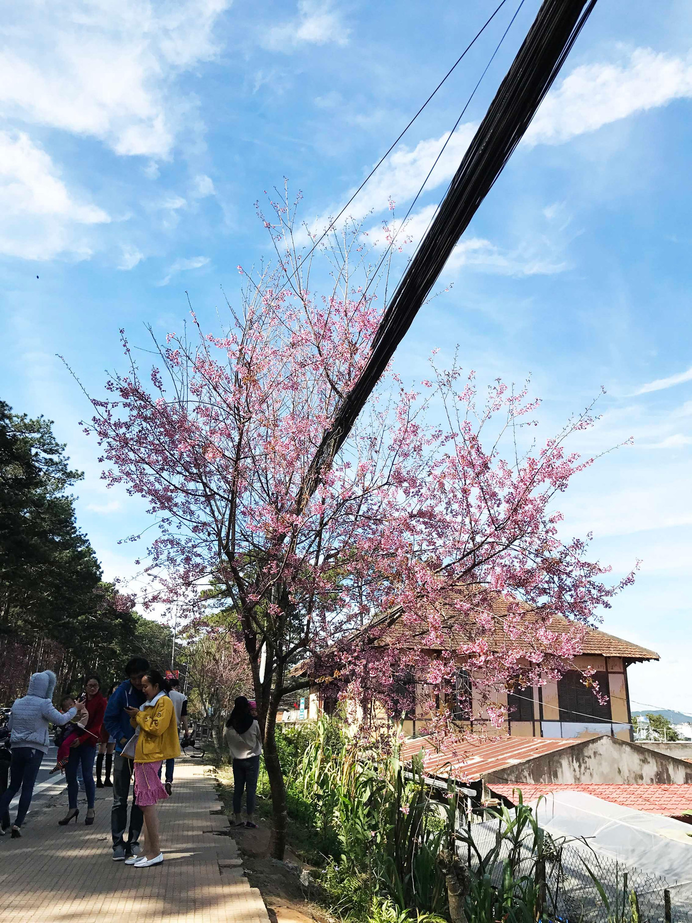 Những bó cáp đen thui "xé toạc" đường hoa mai anh đào