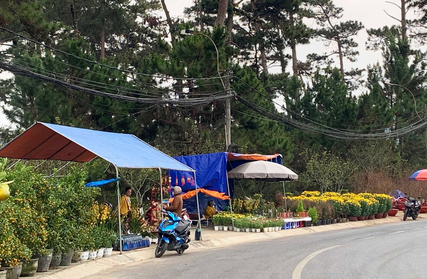 Phố hoa, rừng thông kém thơ mộng vì dây điện mắc chằng chịt