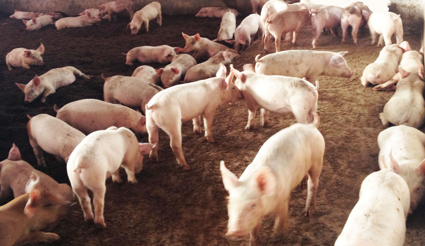 Các nông hộ chăn nuôi heo với quy mô hàng hóa