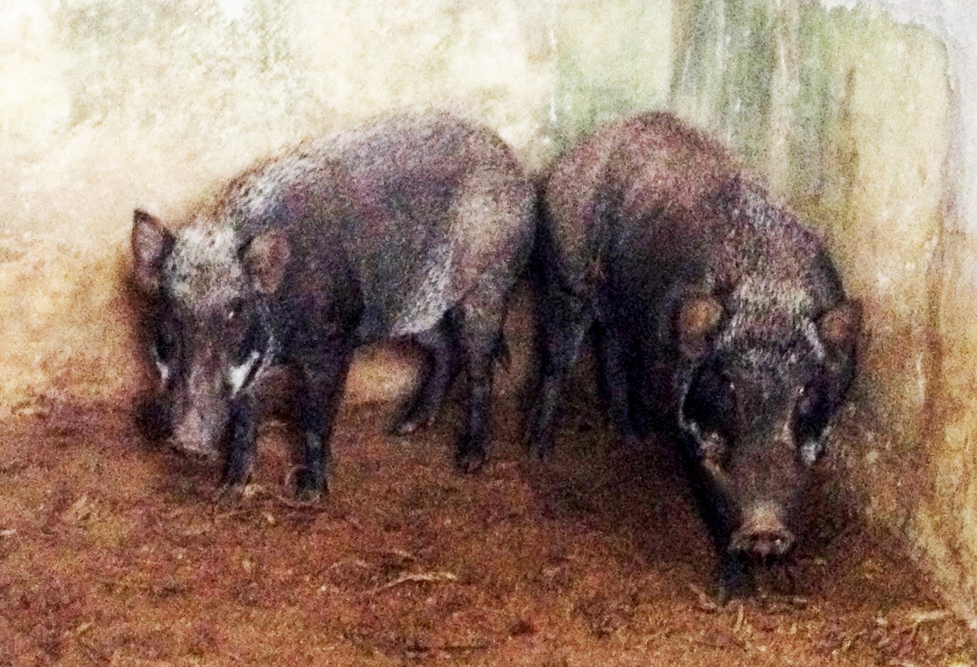 Heo rừng lai Heo rừng lai