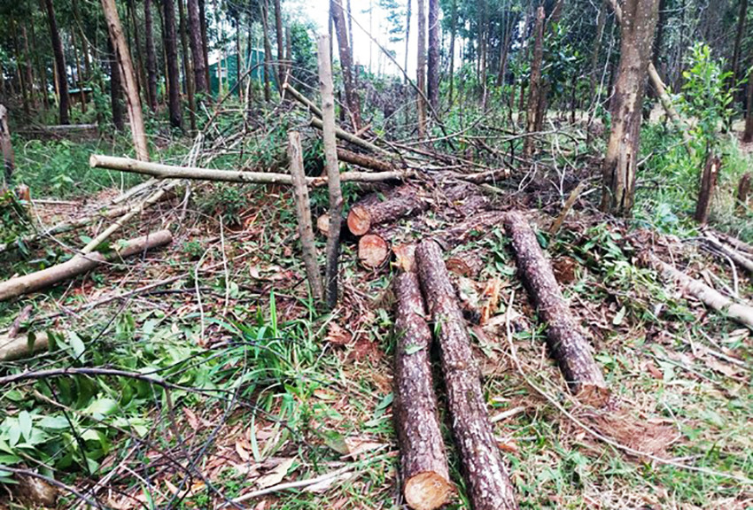 Rừng thông tại tiểu khu 438A bị triệt hạ
