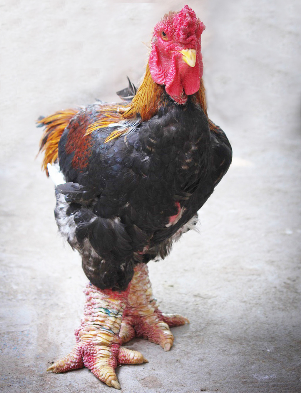 Gà Đông Tảo Gà Đông Tảo