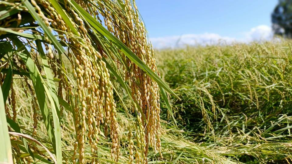 Được mùa nếp Quýt Được mùa nếp Quýt