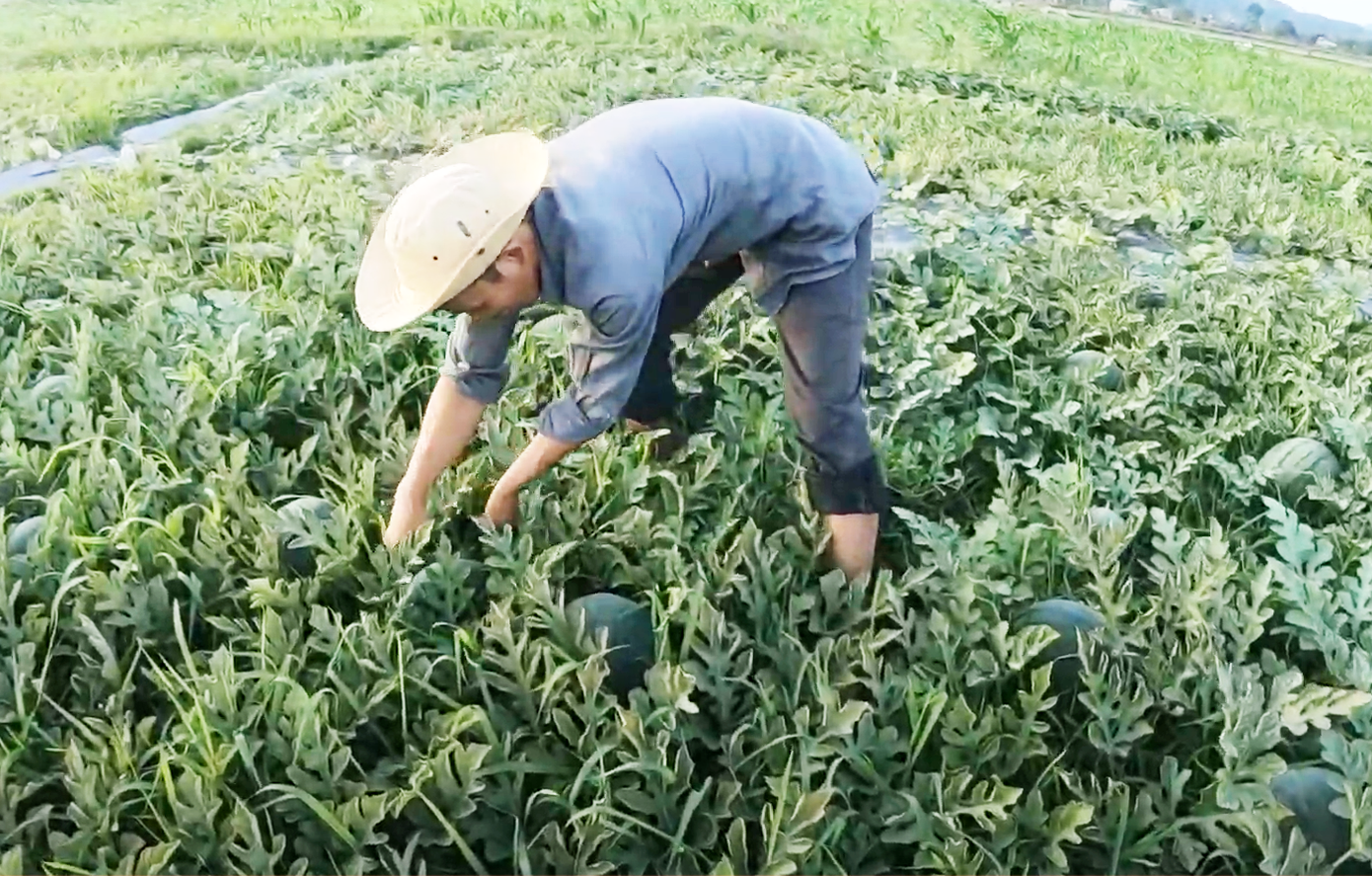 Chăm sóc dưa hấu vụ Tết Chăm sóc dưa hấu vụ Tết