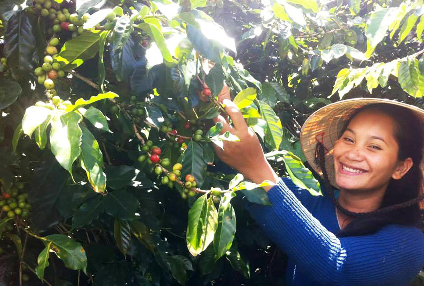 Lạc Dương là vùng đất hiếm hoi ở Việt Nam trồng được cà phê Arabica