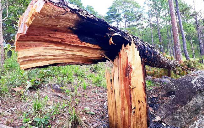 Một vụ phá rừng nghiêm trọng ở Lâm Đồng