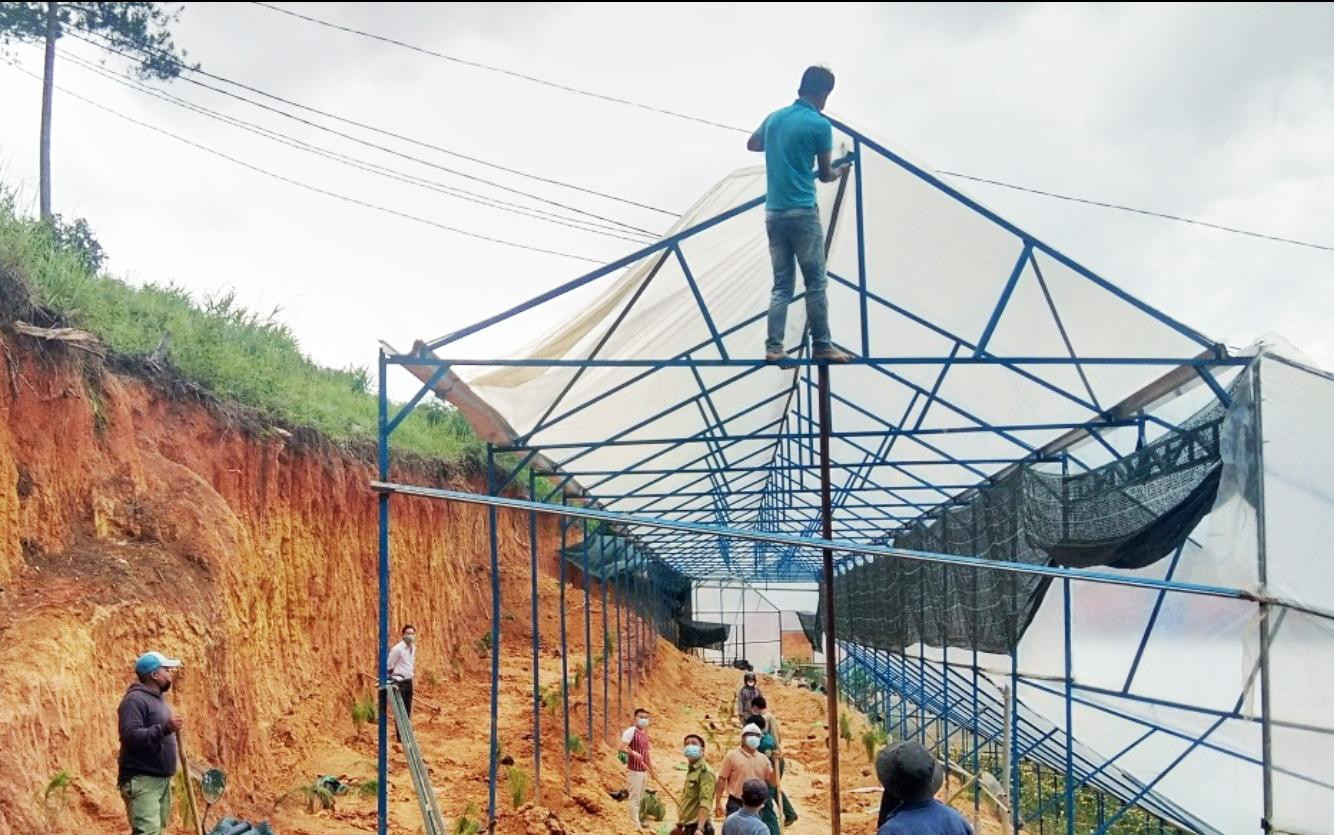 Đà Lạt tháo dỡ hàng loạt nhà kính trên đất quy hoạch lâm nghiệp Đà Lạt tháo dỡ hàng loạt nhà kính trên đất quy hoạch lâm nghiệp