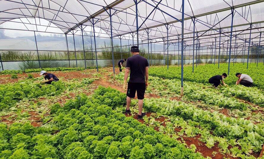 Rau ngắn ngày sẽ được xuống giống nhiều để kịp thời cung ứng cho người dân vùng dịch